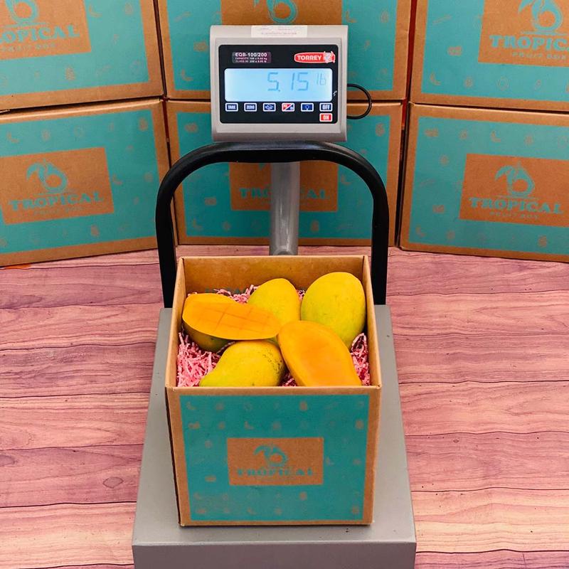 Francis Variety aka Haitian Mango Box