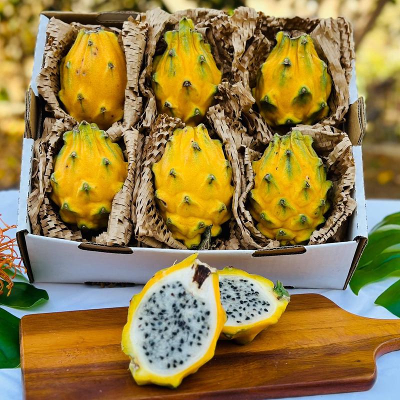 Yellow Dragon Fruit (Pitaya)