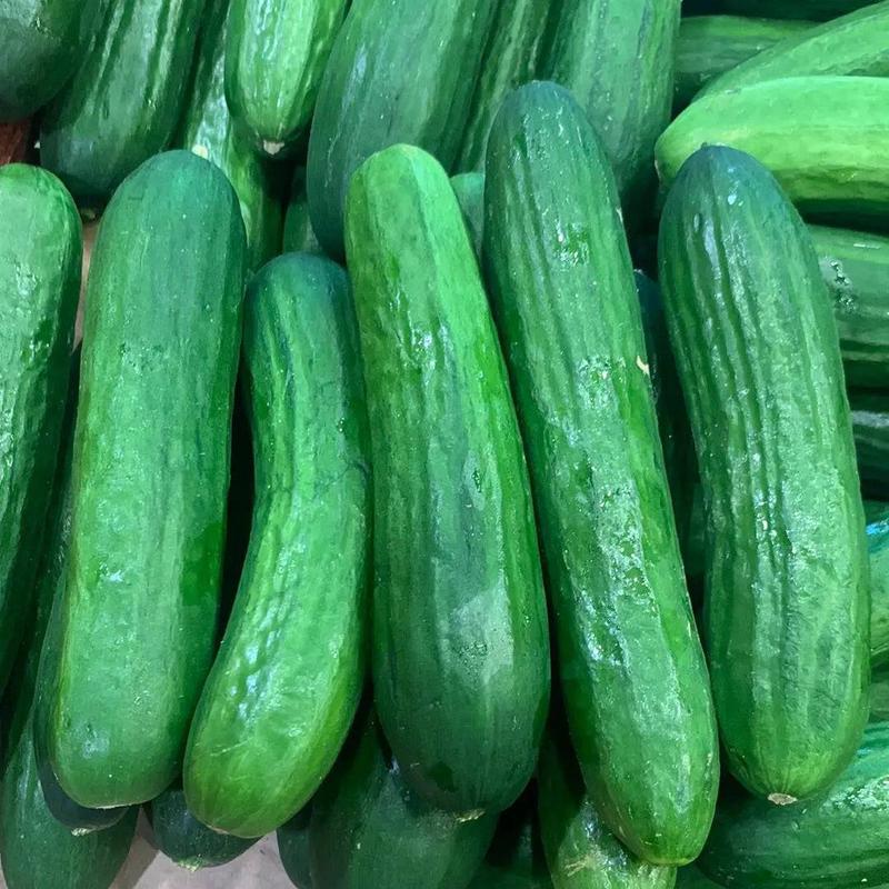 Cucumber ( Persian  ) - Lb