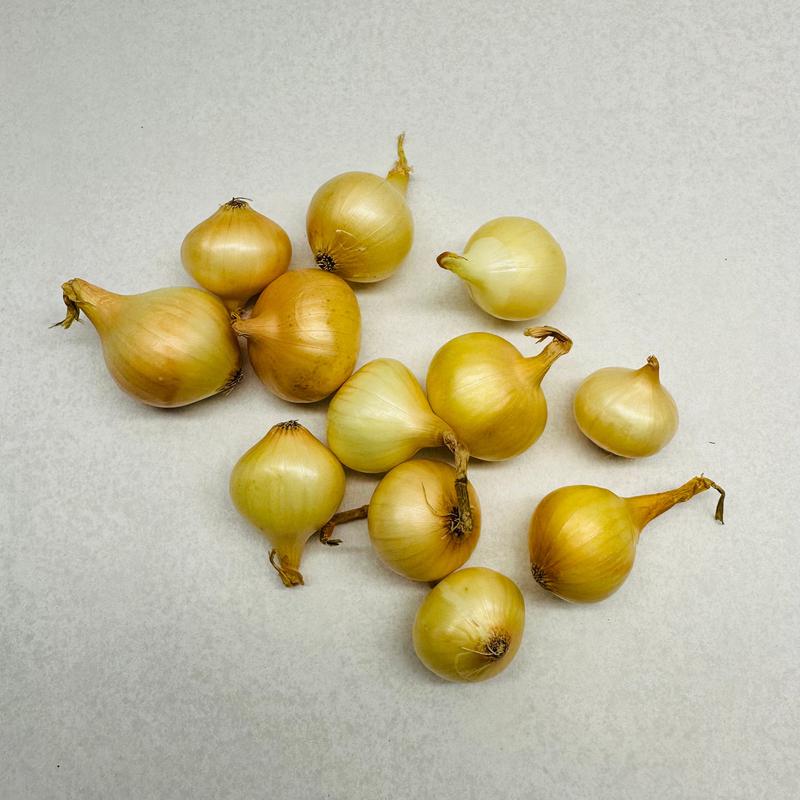 Onion - Gold Pearl 1 lb.