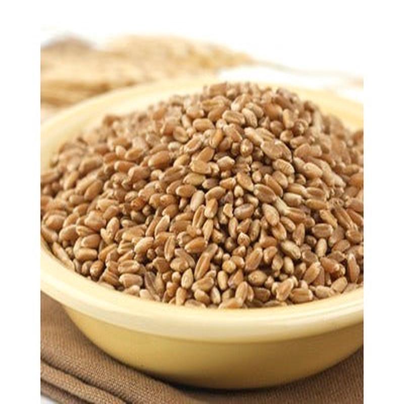 Hard Red Winter Wheat Berries