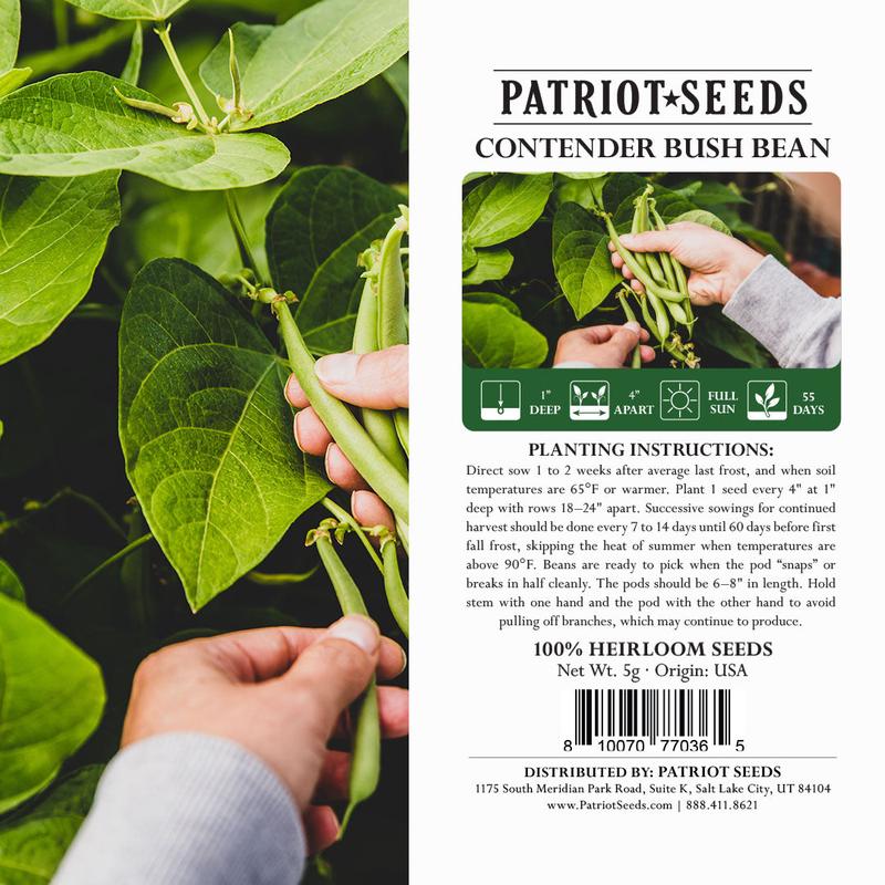 Heirloom Contender Bush Beans (5g) by Patriot Seeds